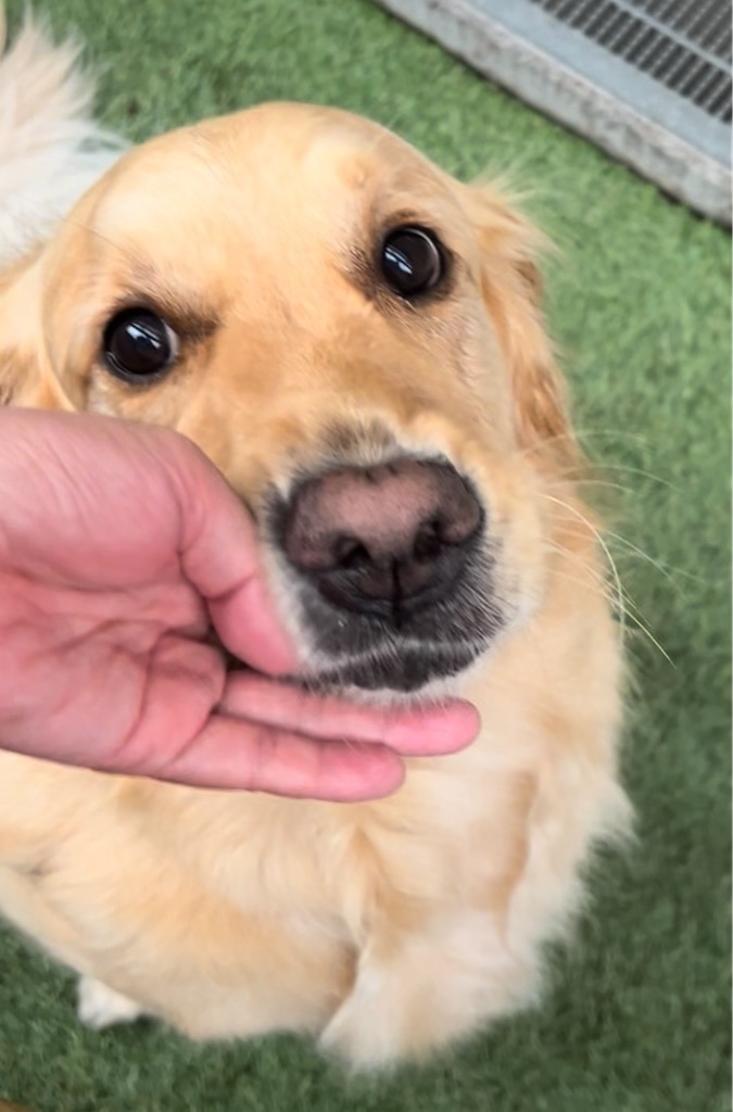 f:id:guidedogchannoworld:20240624184603j:image