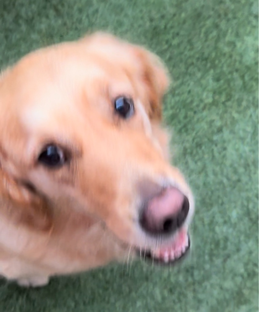 f:id:guidedogchannoworld:20240624184606j:image