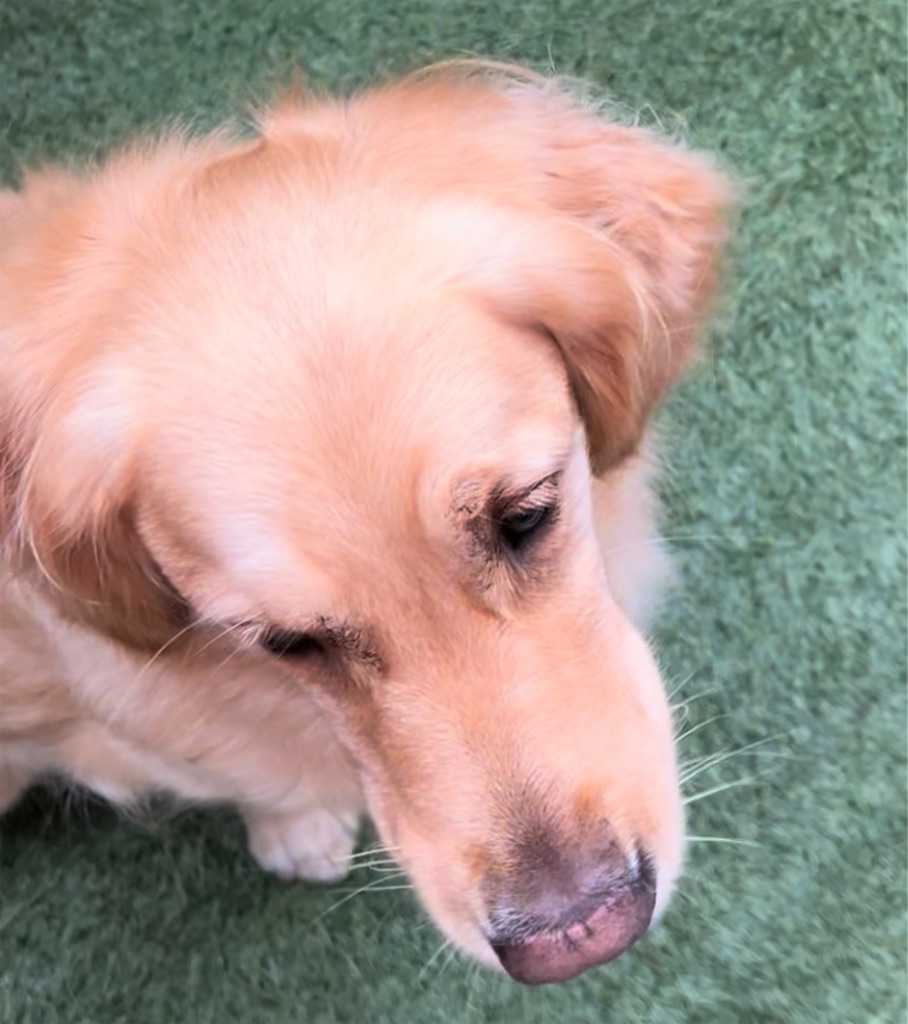 f:id:guidedogchannoworld:20240624184614j:image