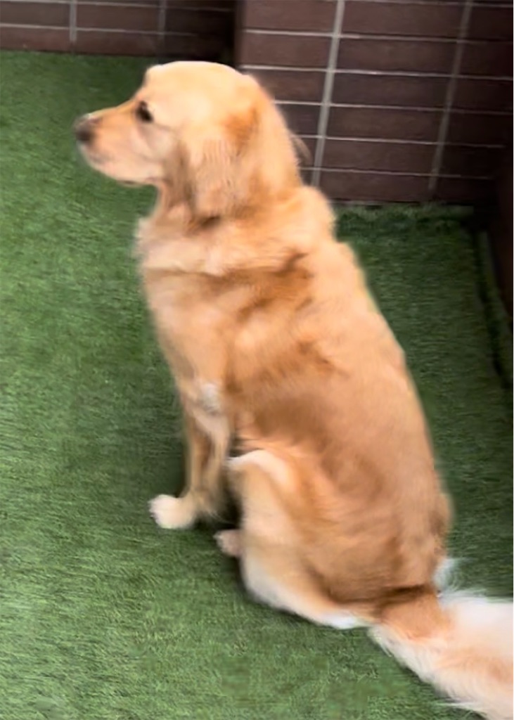 f:id:guidedogchannoworld:20240624184632j:image