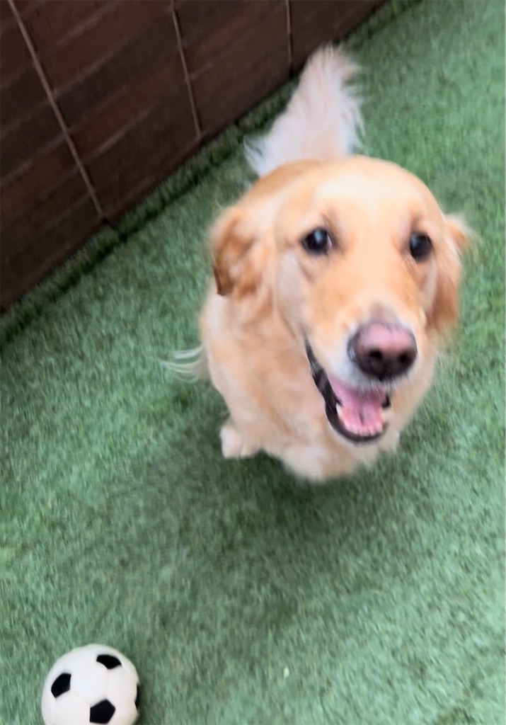 f:id:guidedogchannoworld:20240624184639j:image