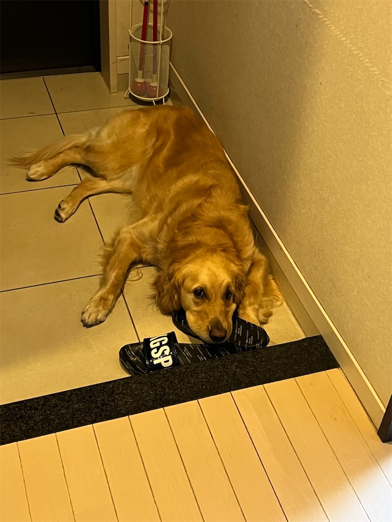 f:id:guidedogchannoworld:20240624184839j:image
