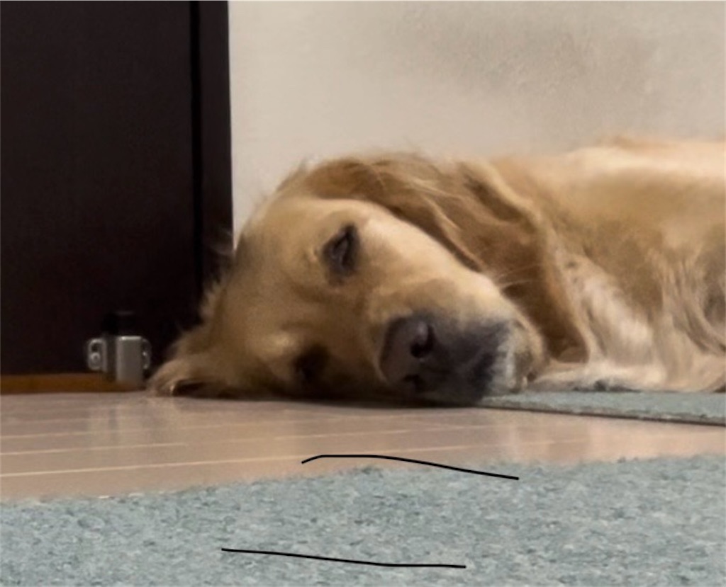 f:id:guidedogchannoworld:20240626170335j:image