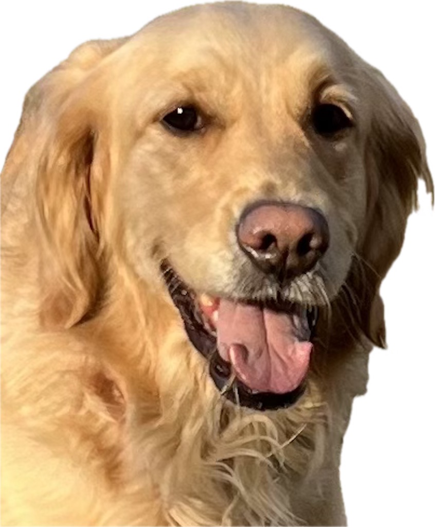 f:id:guidedogchannoworld:20240627083216j:image