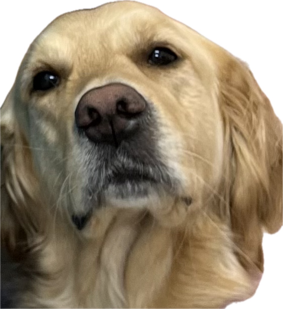 f:id:guidedogchannoworld:20240627083232j:image