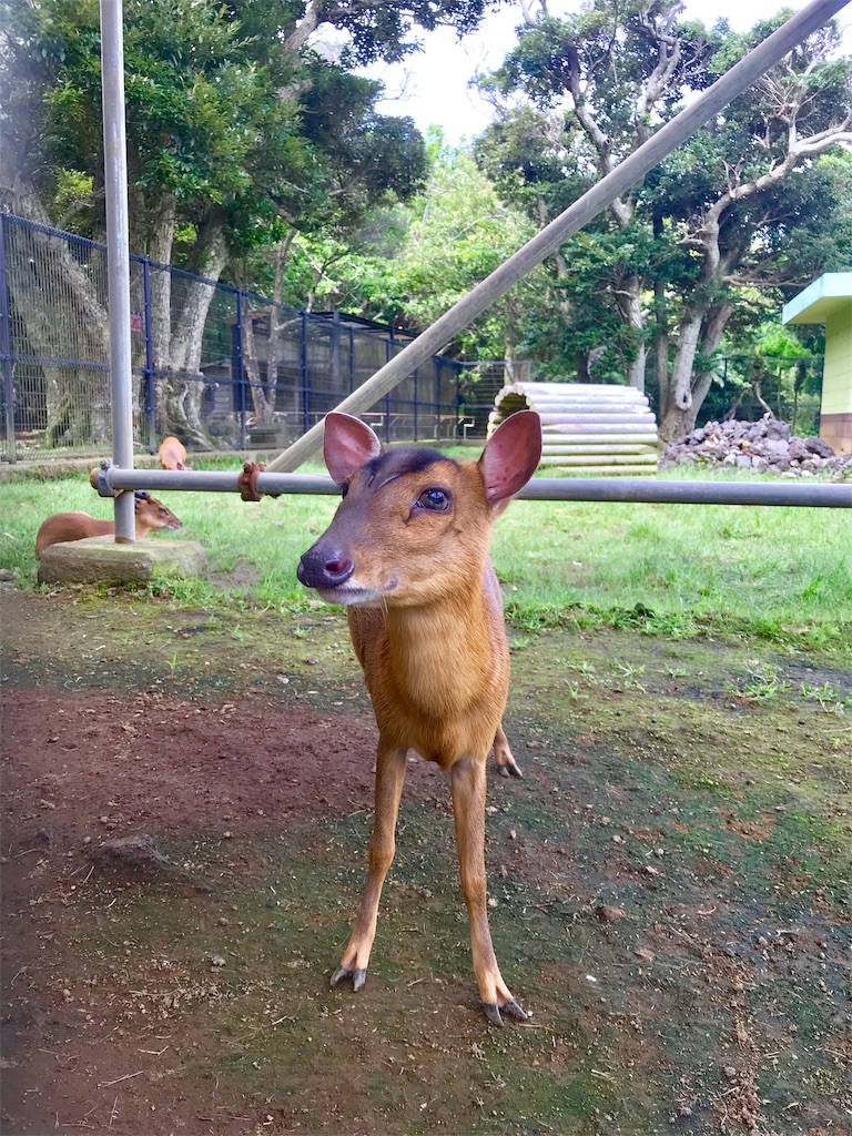 f:id:guitamy:20190718213952j:image