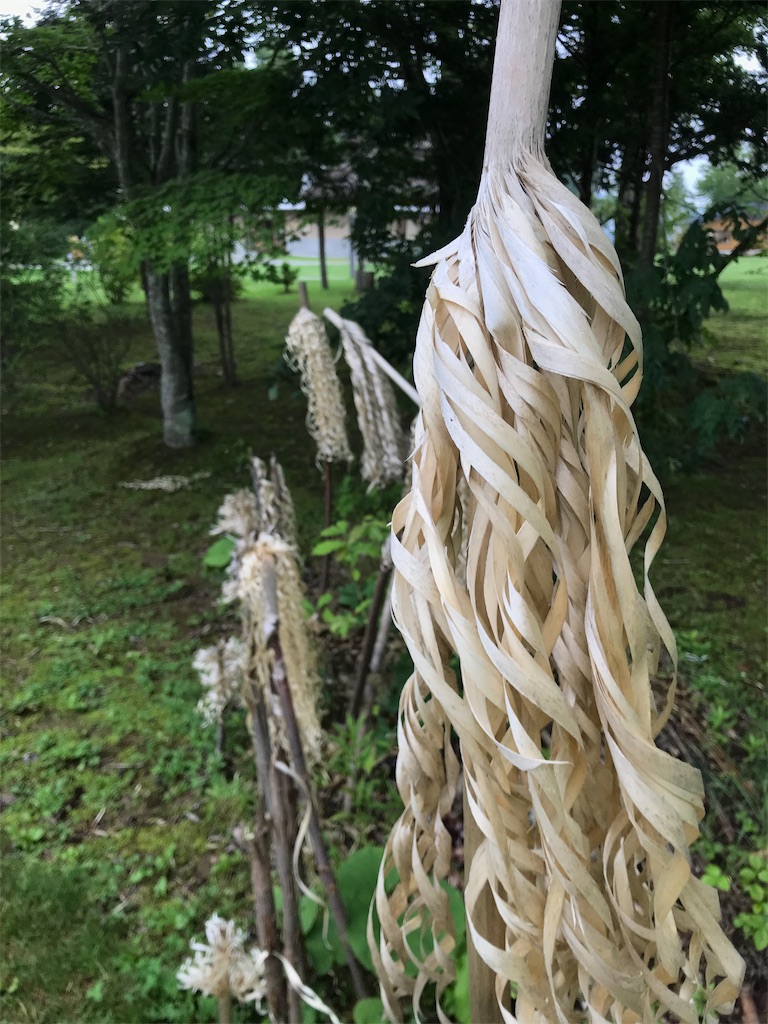 f:id:guitamy:20190802200412j:image