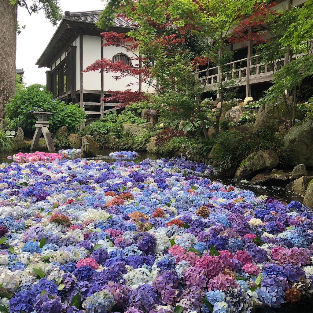 あじさい祭りは7月日まで 池に紫陽花が浮かぶ 水中華 は必見 雨引観音 茨城 桜川 ぐんぐるブログ