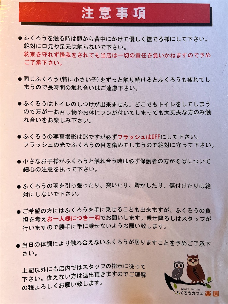 群馬で唯一のふくろうカフェ かわいいフクロウやうさぎさんをモフりまくれる癒しの空間 ふくろうカフェ楽園 高崎 棟高町 ぐんぐるブログ