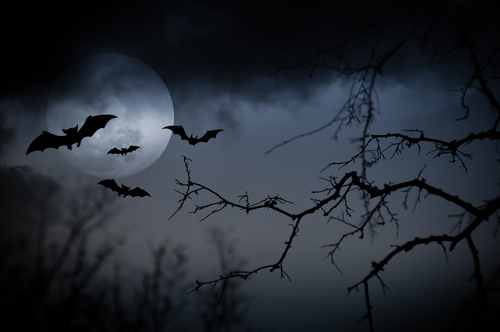 f:id:gunber:20190119082458j:plain