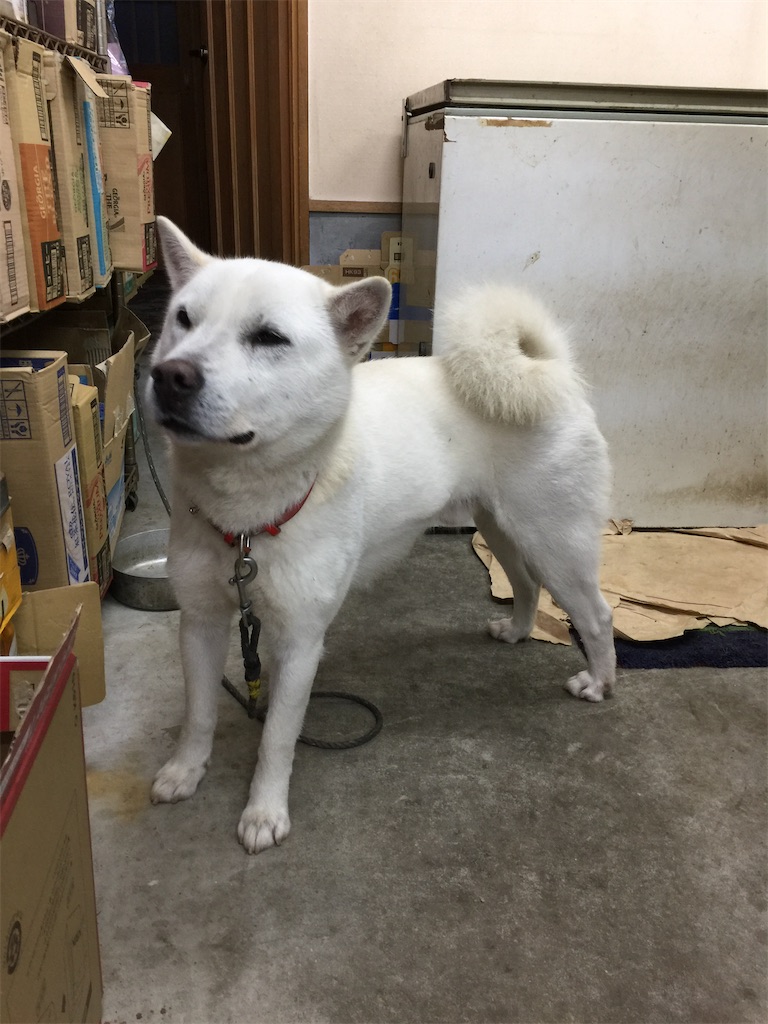どんな猟犬を選ぶか 7 集合住宅で猟犬を飼う どんな猟犬を選ぶか 7 集合住宅で猟犬を飼う