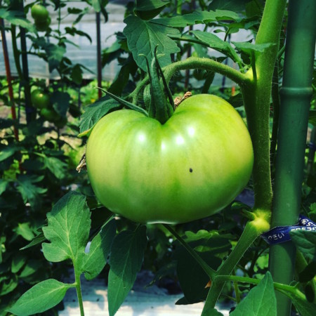 f:id:gungle:20160618110229j:plain