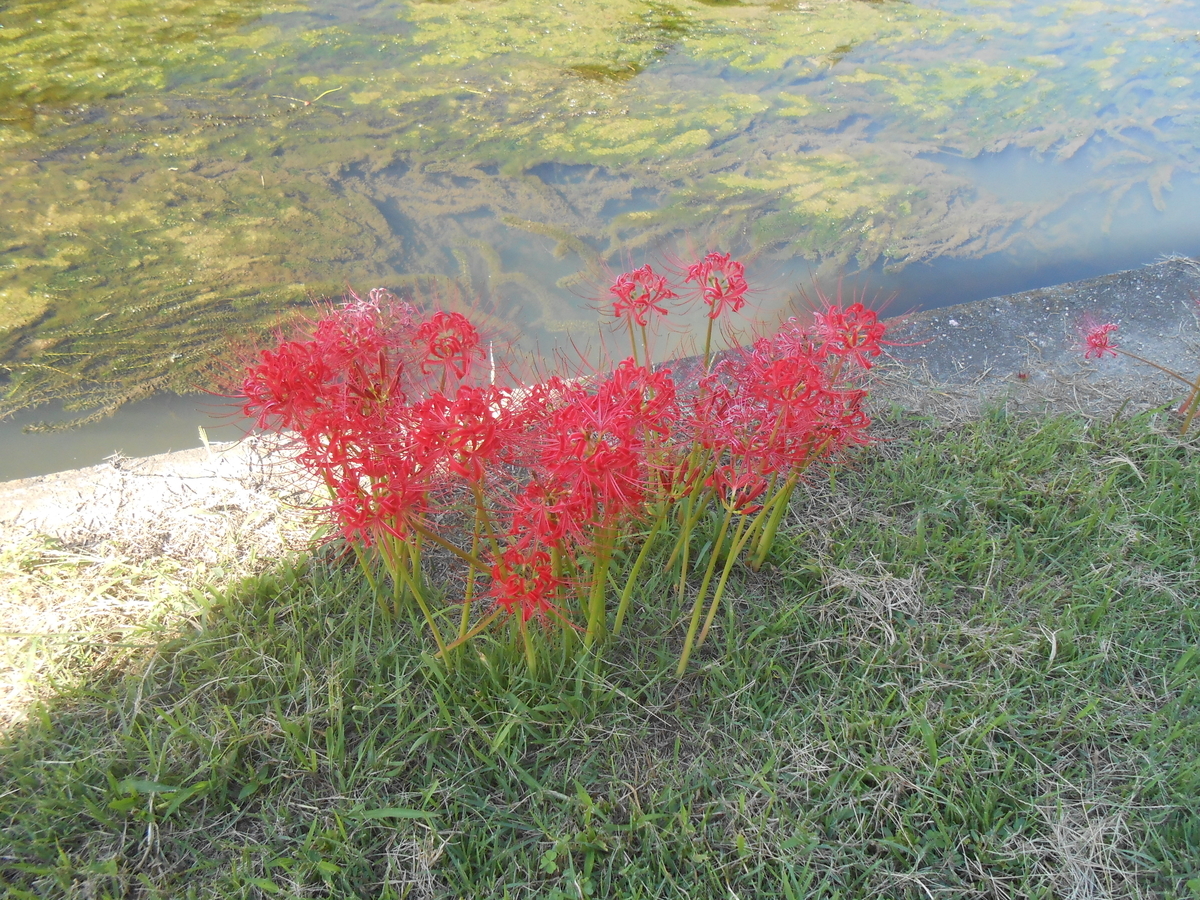 彼岸花 姫路市飾磨区加茂 2