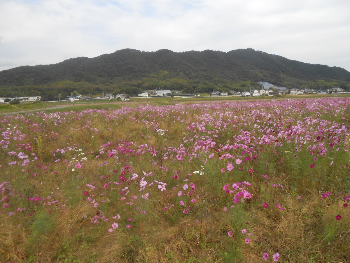 加古川市志方町 コスモス畑