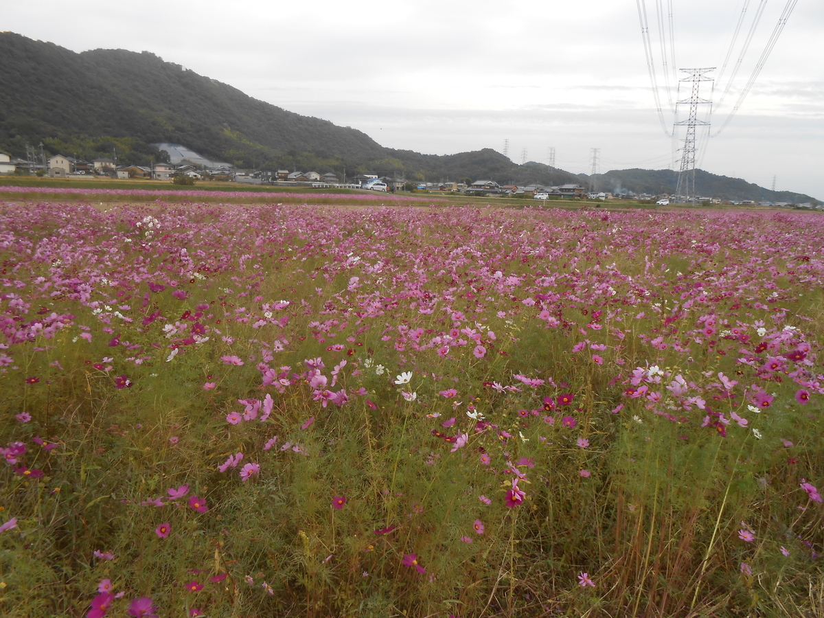 加古川市志方町 コスモス畑 2