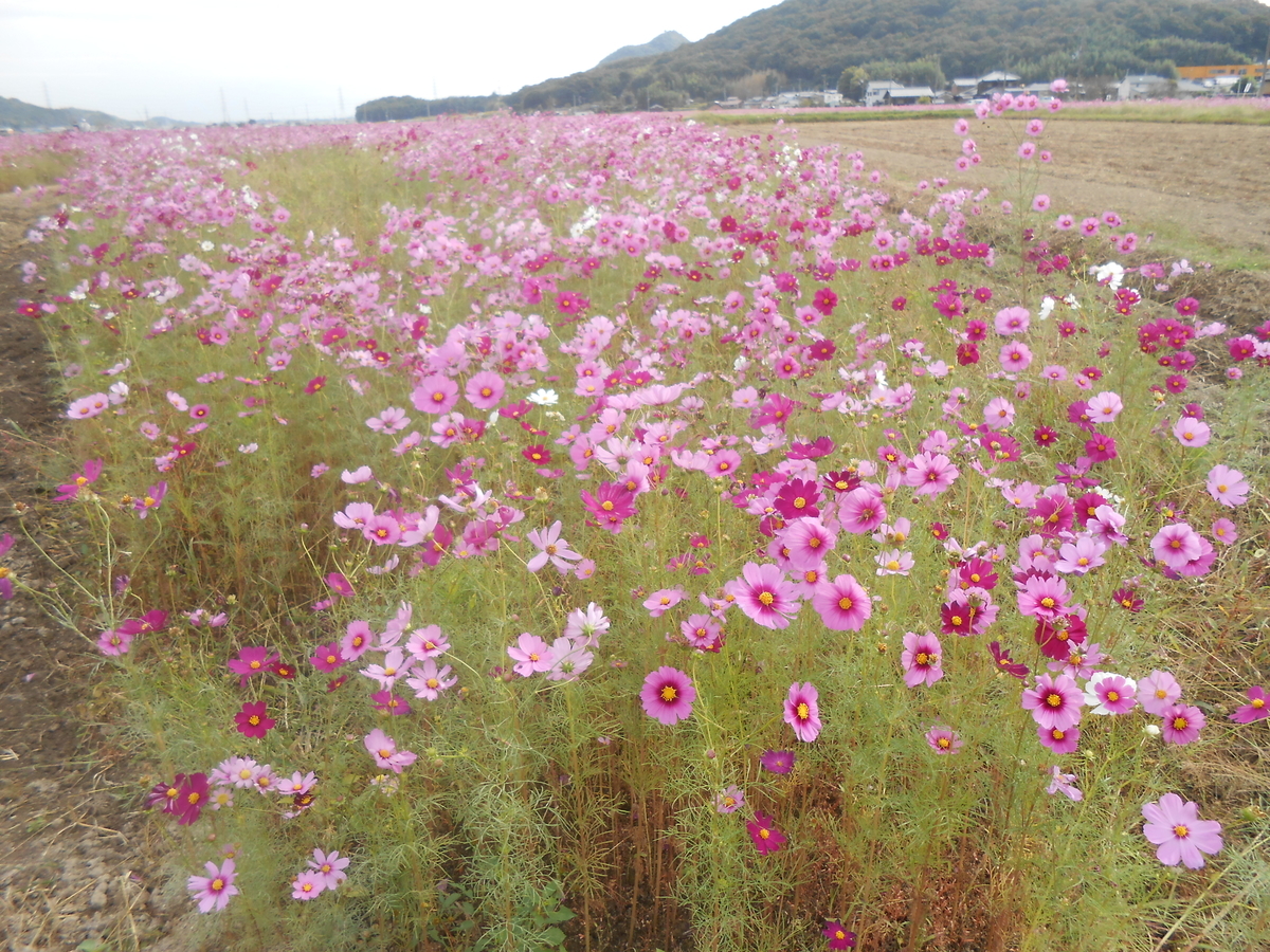 加古川市志方町 コスモス畑 3