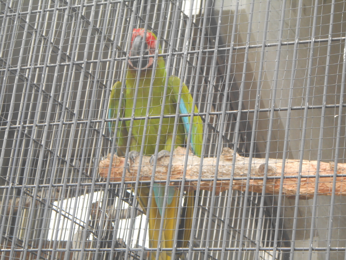 ヒワコンゴウインコ
