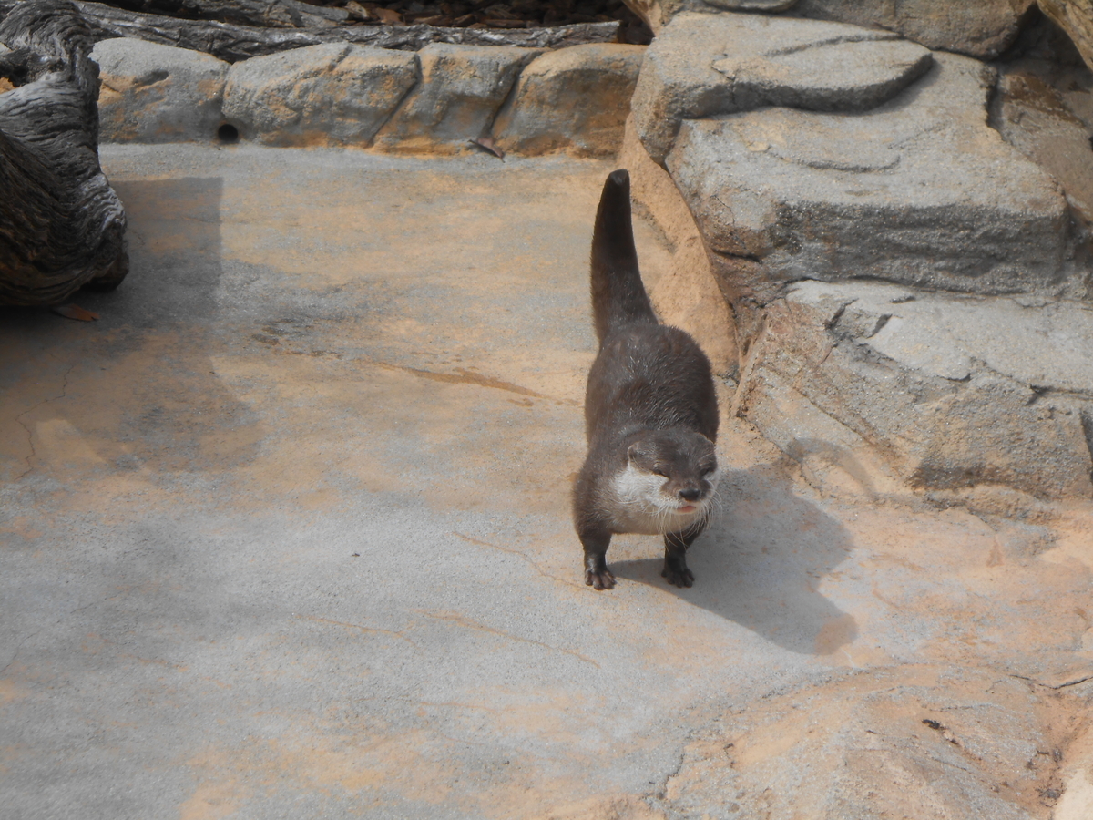 コツメカワウソ2