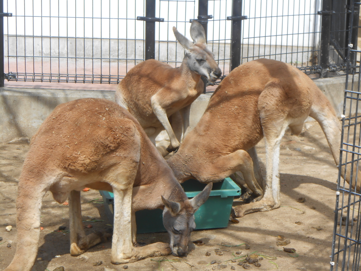 アカカンガルー
