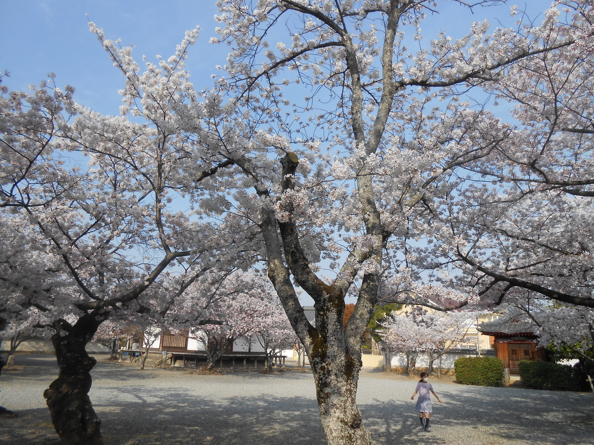 教信寺の綺麗な桜