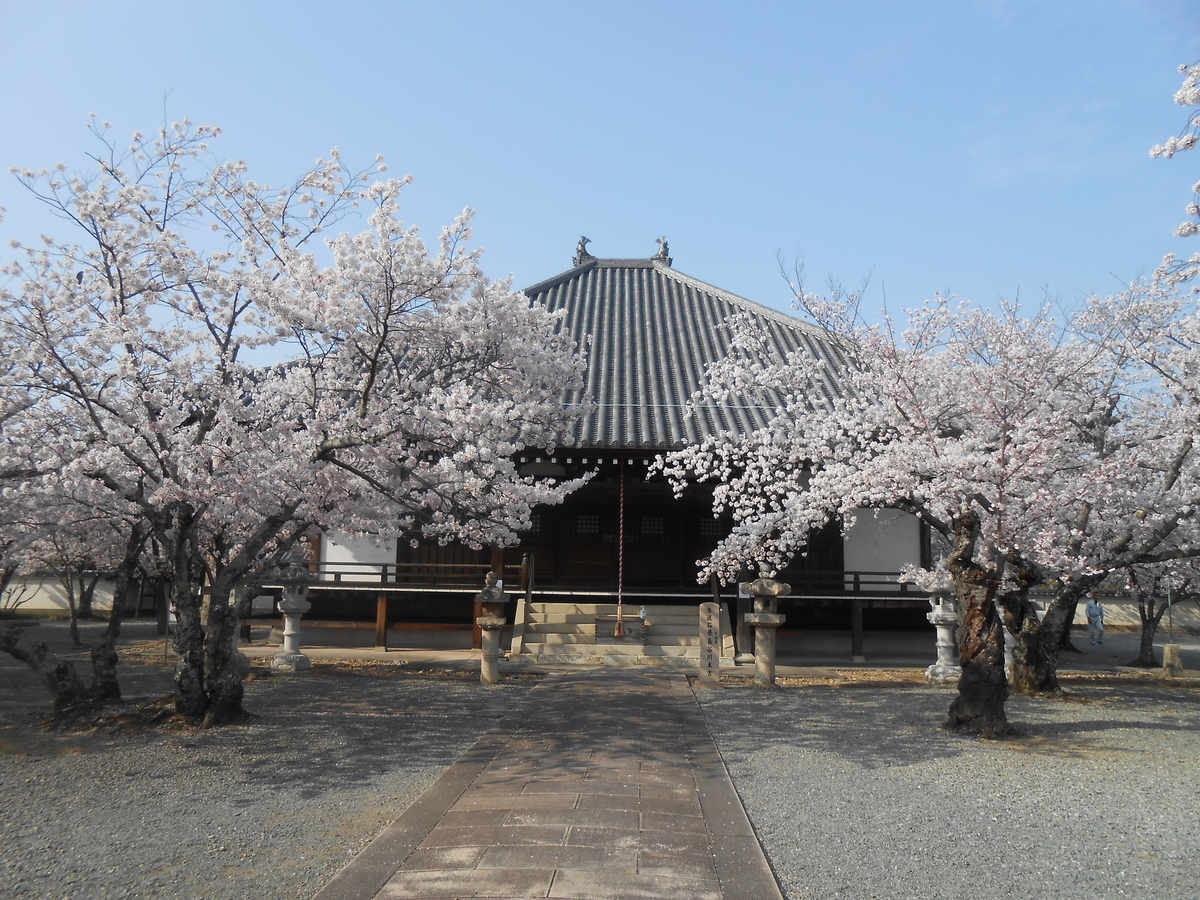 教信寺の綺麗な桜2
