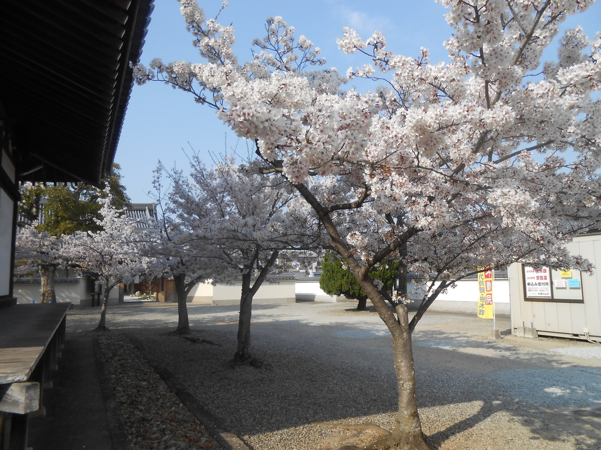 教信寺の綺麗な桜3