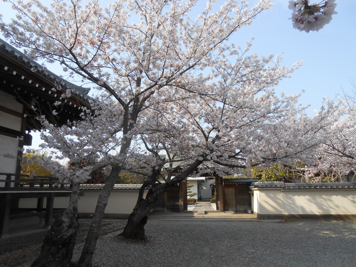 教信寺の綺麗な桜4