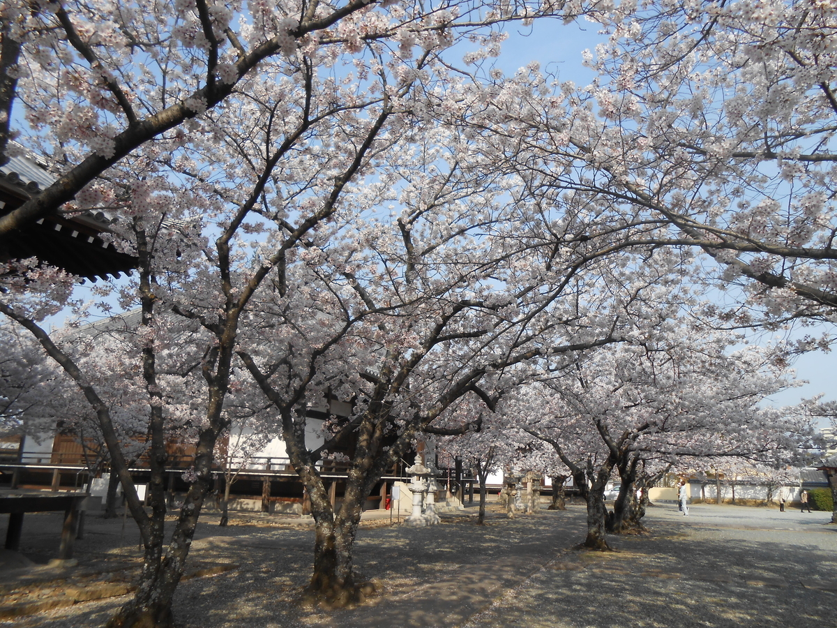 教信寺の綺麗な桜5