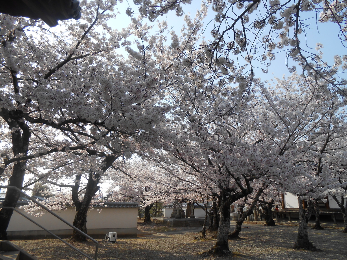 教信寺の綺麗な桜6