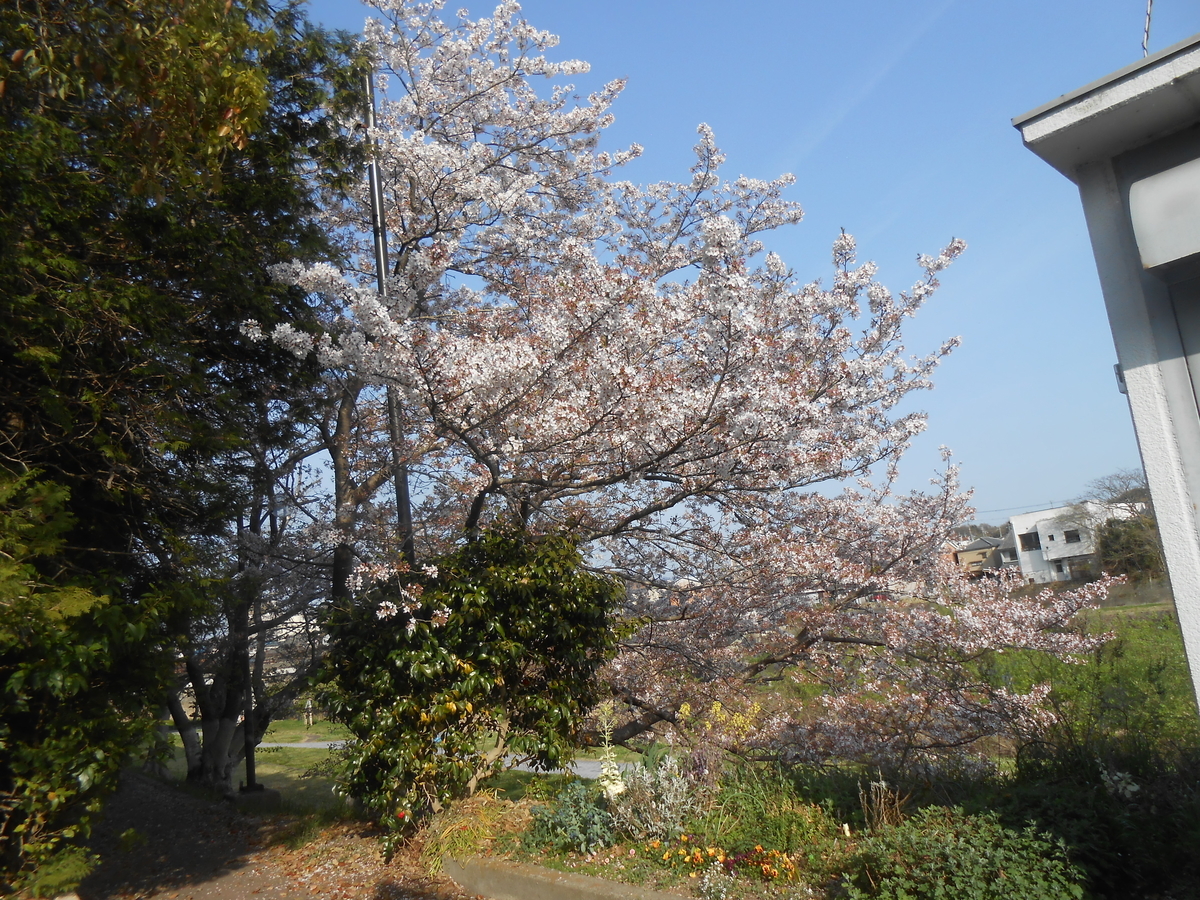 美嚢川リバーサイドパーク 桜5