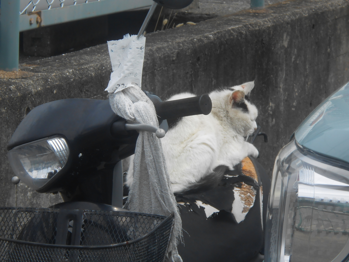 バイクの上に、白色の猫2