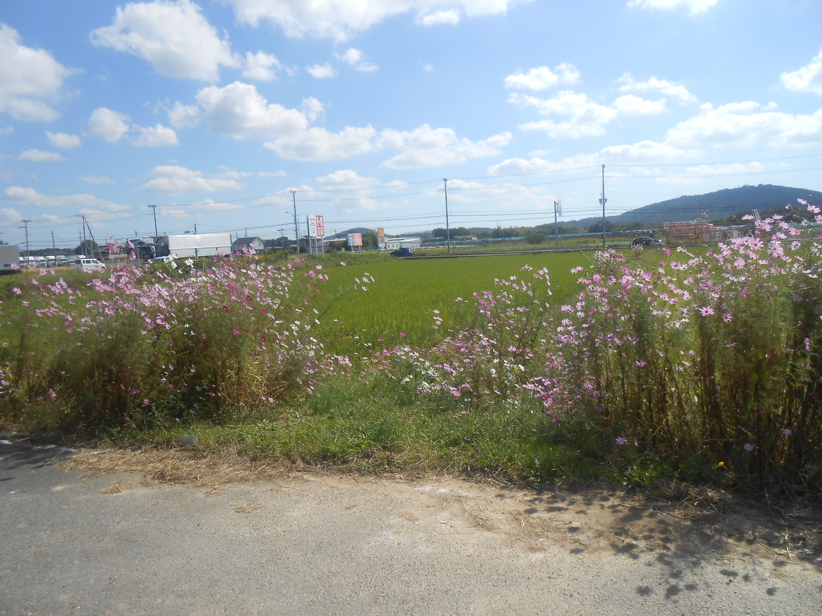 三木東高校付近 綺麗なコスモス3