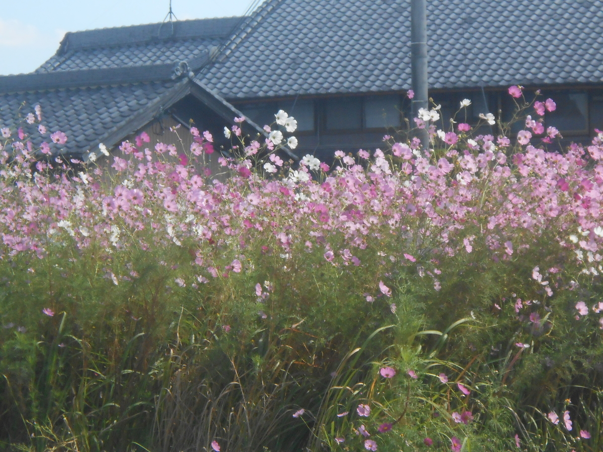三木東高校付近 綺麗なコスモス5