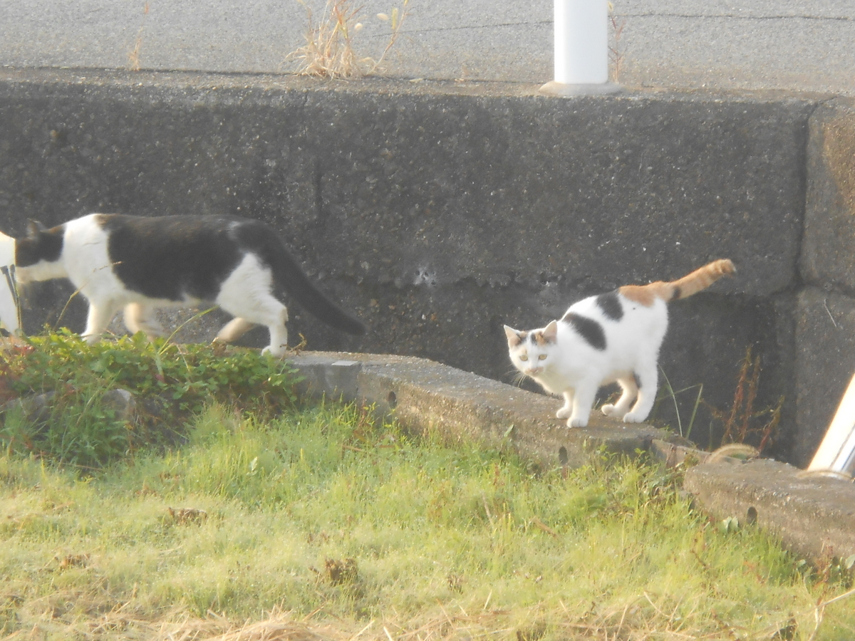 畑に2匹の可愛い猫さん2