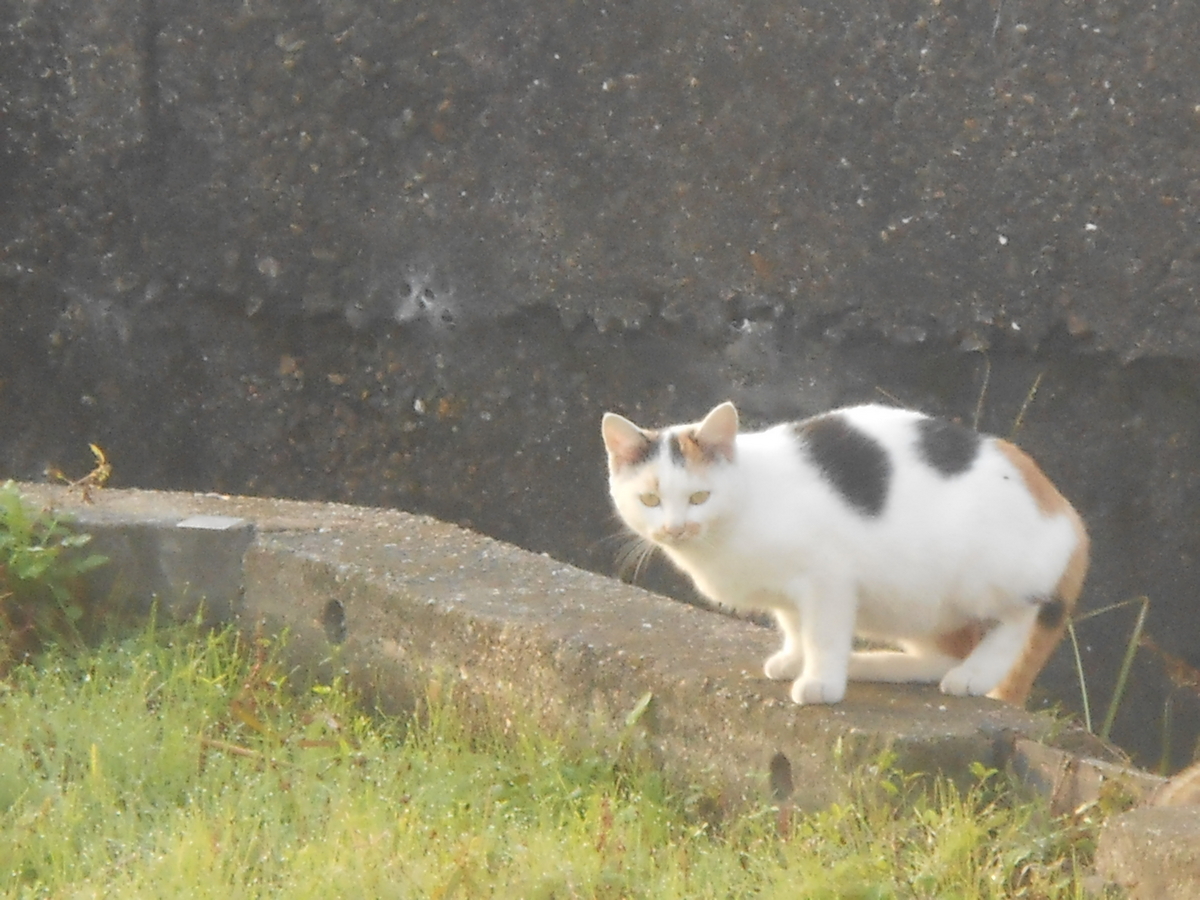 畑に2匹の可愛い猫さん3