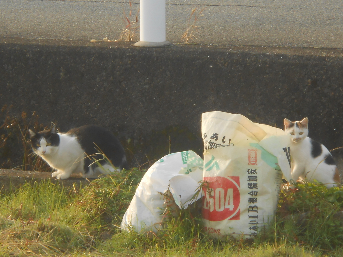 畑に2匹の可愛い猫さん4