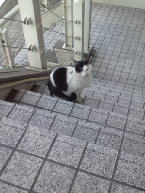 f:id:guppi524:20111008160201j:image:h450