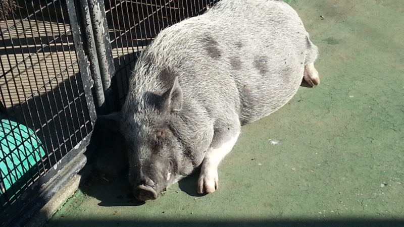 f:id:guppi524:20131130133304j:image:w450