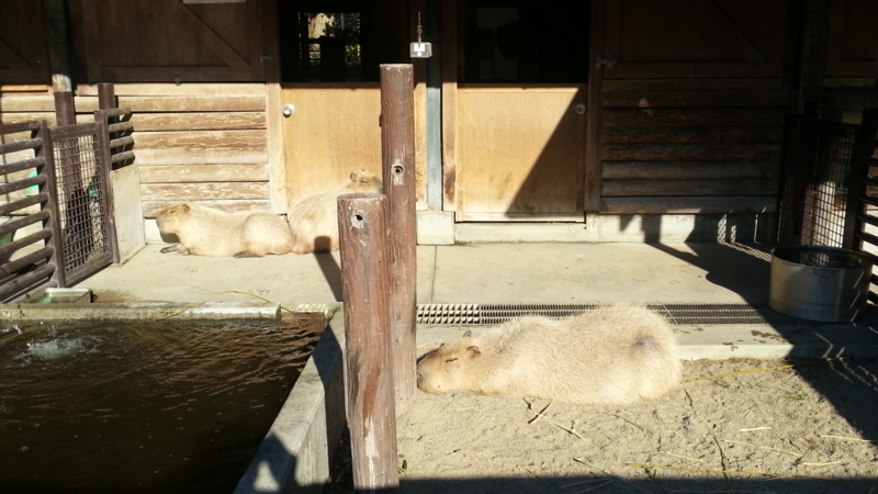 f:id:guppi524:20131130134504j:image:w450