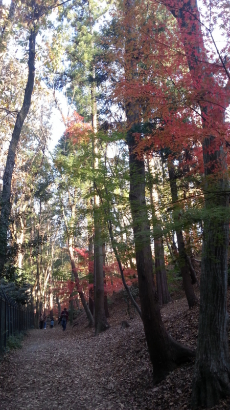 f:id:guppi524:20131130150223j:image:h450