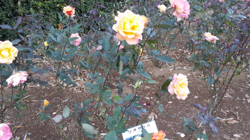 f:id:guppi524:20131130151126j:image:w450