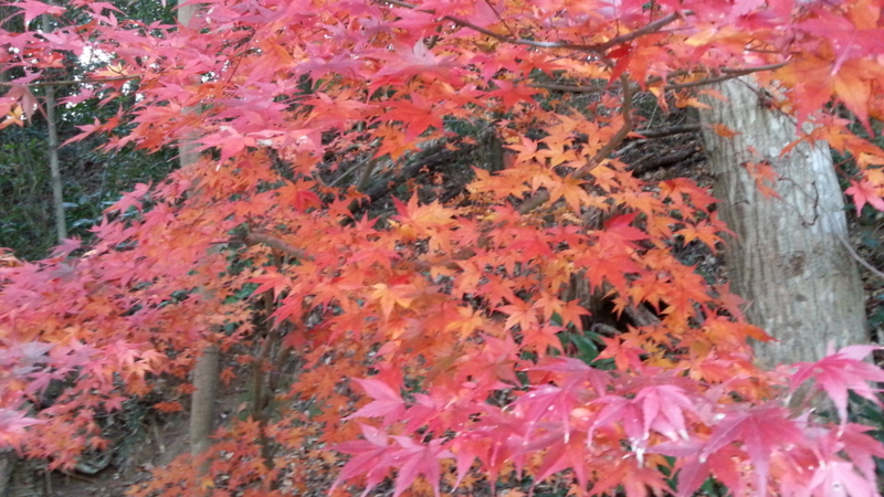 市川市動植物園