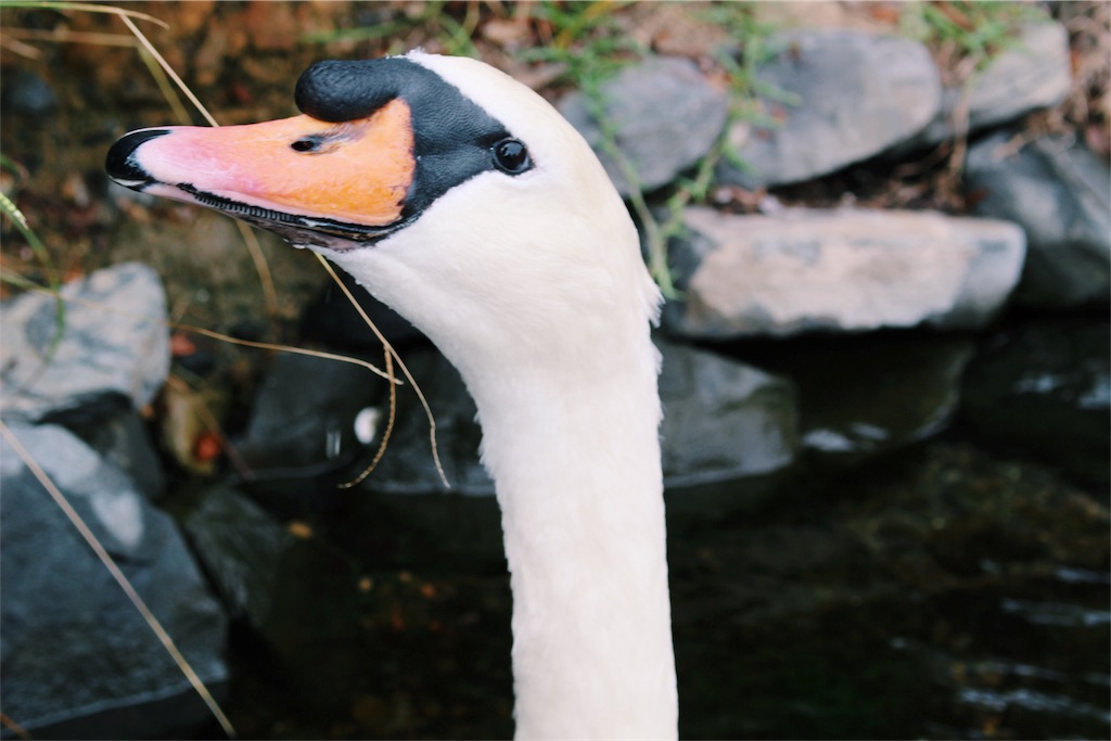 f:id:gurattoki:20170924052924j:image