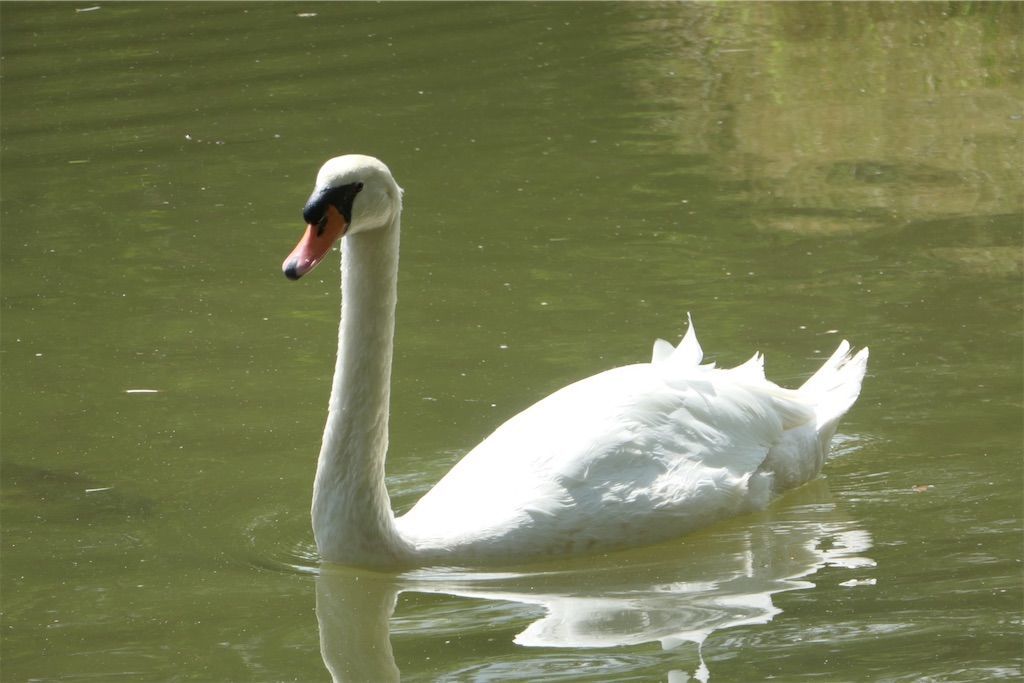 f:id:gurattoki:20200910221624j:image