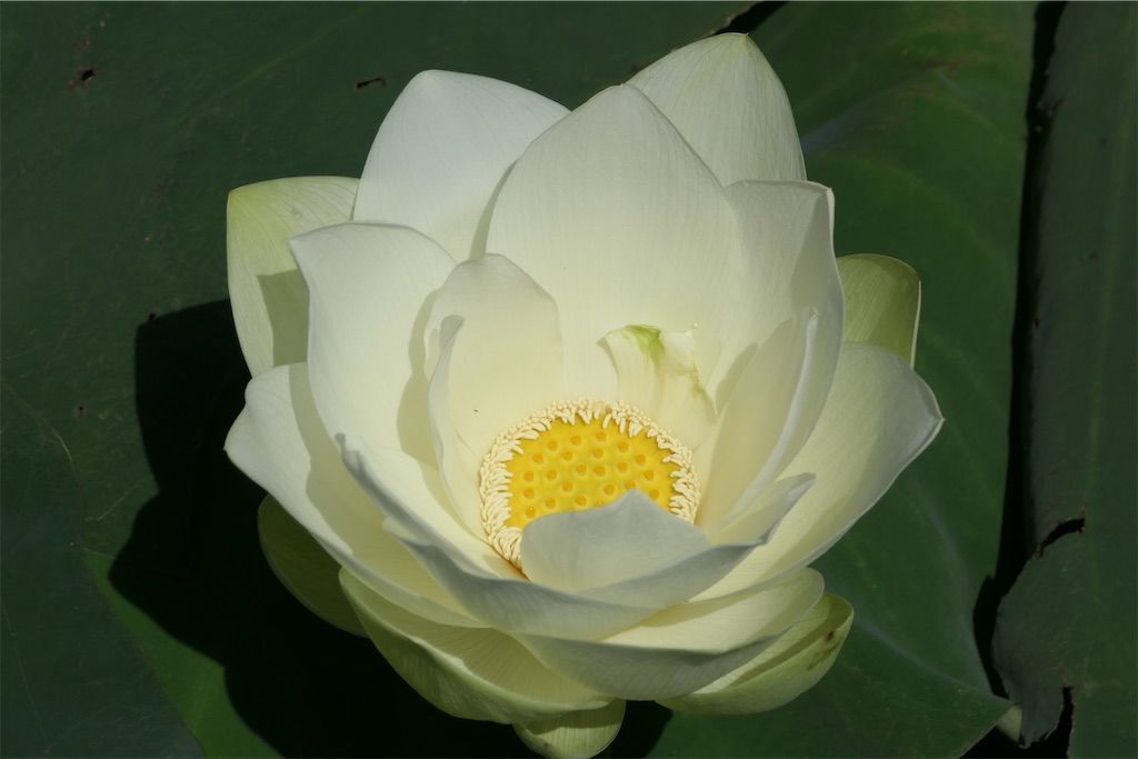 f:id:gurattoki:20200910221632j:image