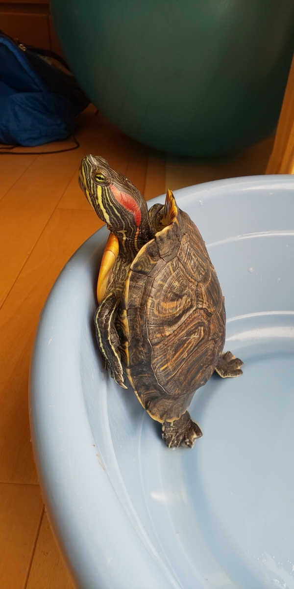 f:id:guremanaore:20190510141347j:plain