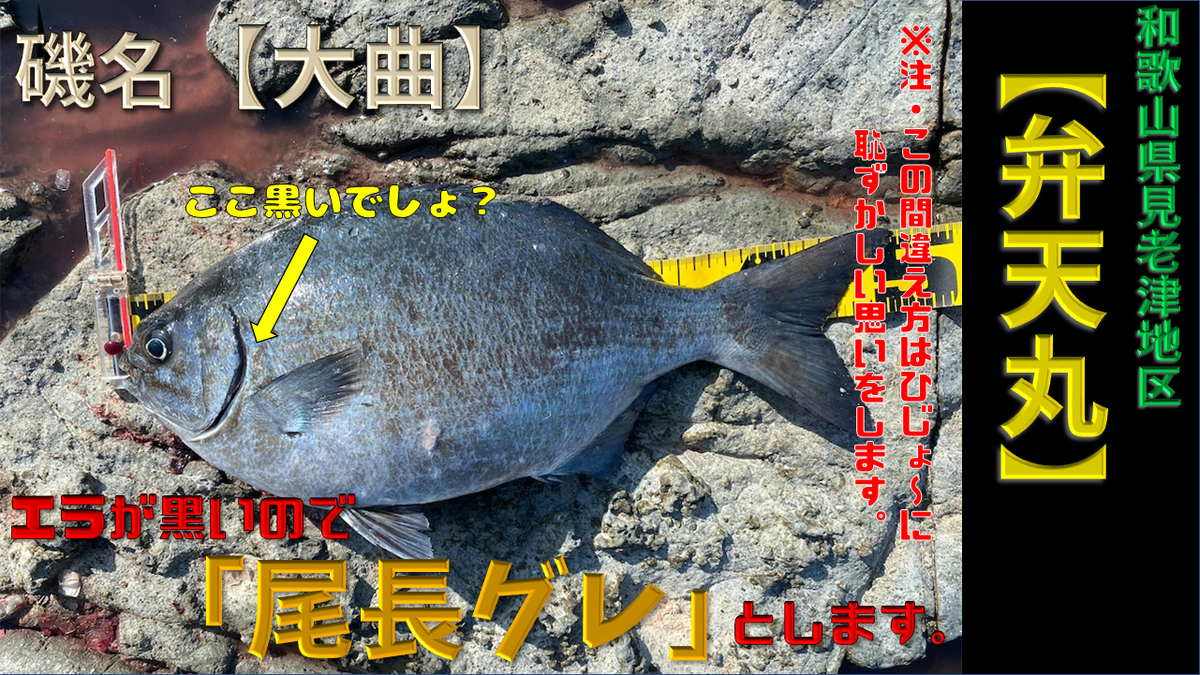 フカセ釣り 時代は 遠投浅棚 和歌山県見老津地区 弁天丸渡船 21年度第3回楠根会例会大会 21年1月某日 グレが切実に釣りたいブログ