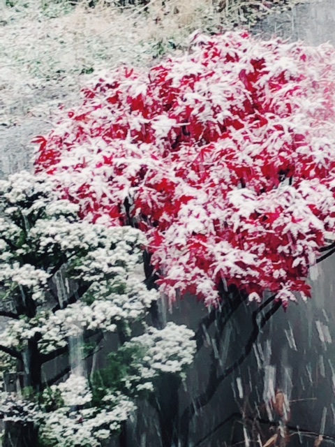 f:id:guri73:20191107144633j:plain f:id:guri73:20191107144633j:plain