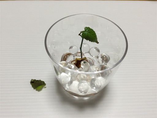 f:id:gurigreen:20200430143143j:plain f:id:gurigreen:20200430143143j:plain