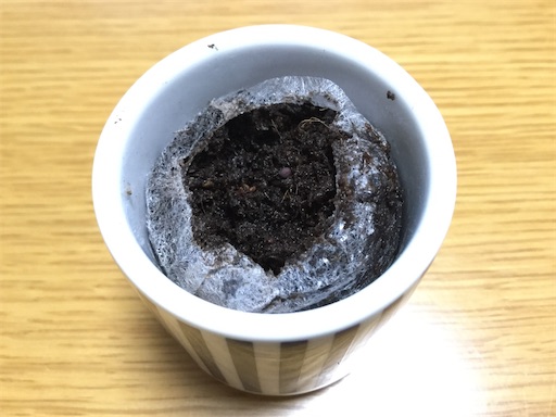 再生栽培 番外編 おちょこでわさび菜栽培に挑戦してみた グリグリーンのゆるりな日々 再生栽培 番外編 おちょこでわさび菜栽培に挑戦してみた グリグリーンのゆるりな日々